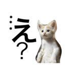 cat cat cat cute 6cats（個別スタンプ：18）
