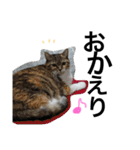 cat cat cat cute 6cats（個別スタンプ：20）