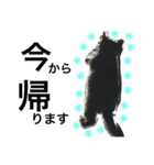 cat cat cat cute 6cats（個別スタンプ：21）