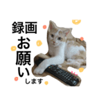 cat cat cat cute 6cats（個別スタンプ：23）