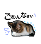 cat cat cat cute 6cats（個別スタンプ：24）