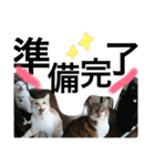 cat cat cat cute 6cats（個別スタンプ：27）