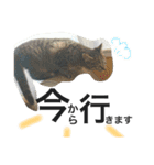 cat cat cat cute 6cats（個別スタンプ：28）