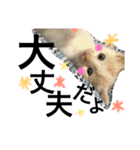 cat cat cat cute 6cats（個別スタンプ：31）