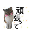 cat cat cat cute 6cats（個別スタンプ：32）