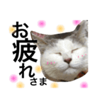 cat cat cat cute 6cats（個別スタンプ：33）