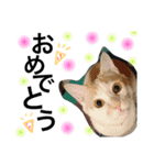 cat cat cat cute 6cats（個別スタンプ：34）
