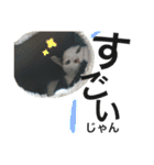 cat cat cat cute 6cats（個別スタンプ：37）