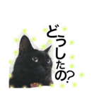 cat cat cat cute 6cats（個別スタンプ：39）