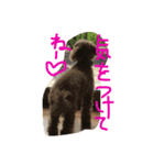 DOGDA（個別スタンプ：6）