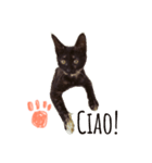サビ猫のリリィちゃん（個別スタンプ：1）
