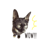 サビ猫のリリィちゃん（個別スタンプ：3）