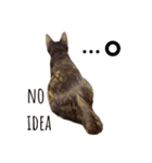 サビ猫のリリィちゃん（個別スタンプ：6）