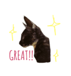 サビ猫のリリィちゃん（個別スタンプ：7）