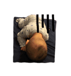 pumpkin baby life（個別スタンプ：4）