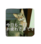アビシニアンの猫さん（個別スタンプ：1）