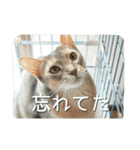 アビシニアンの猫さん（個別スタンプ：2）