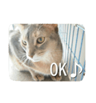 アビシニアンの猫さん（個別スタンプ：3）