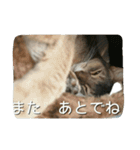 アビシニアンの猫さん（個別スタンプ：4）