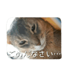 アビシニアンの猫さん（個別スタンプ：5）