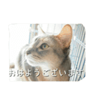 アビシニアンの猫さん（個別スタンプ：6）