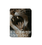 アビシニアンの猫さん（個別スタンプ：7）