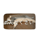アビシニアンの猫さん（個別スタンプ：8）