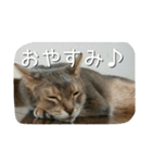 アビシニアンの猫さん（個別スタンプ：9）