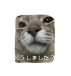 アビシニアンの猫さん（個別スタンプ：10）