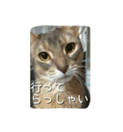 アビシニアンの猫さん（個別スタンプ：11）