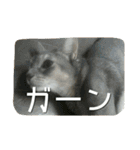アビシニアンの猫さん（個別スタンプ：12）