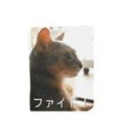 アビシニアンの猫さん（個別スタンプ：13）