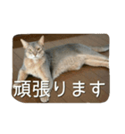アビシニアンの猫さん（個別スタンプ：14）