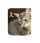 アビシニアンの猫さん（個別スタンプ：15）