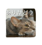アビシニアンの猫さん（個別スタンプ：16）