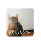 アビシニアンの猫さん（個別スタンプ：17）