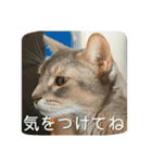 アビシニアンの猫さん（個別スタンプ：18）
