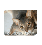 アビシニアンの猫さん（個別スタンプ：19）