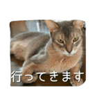 アビシニアンの猫さん（個別スタンプ：20）