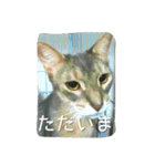 アビシニアンの猫さん（個別スタンプ：21）