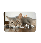 アビシニアンの猫さん（個別スタンプ：22）