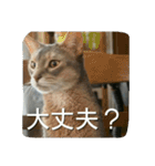 アビシニアンの猫さん（個別スタンプ：23）