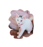 ソルにゃん（個別スタンプ：4）
