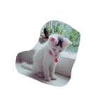 ソルにゃん（個別スタンプ：6）