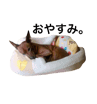 ミニピンのぽたもも（個別スタンプ：8）