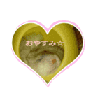 舞鶴弁 ハムスター（個別スタンプ：2）