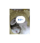 舞鶴弁 ハムスター（個別スタンプ：3）