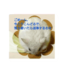 舞鶴弁 ハムスター（個別スタンプ：6）