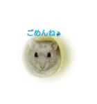 舞鶴弁 ハムスター（個別スタンプ：9）