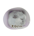 舞鶴弁 ハムスター（個別スタンプ：10）